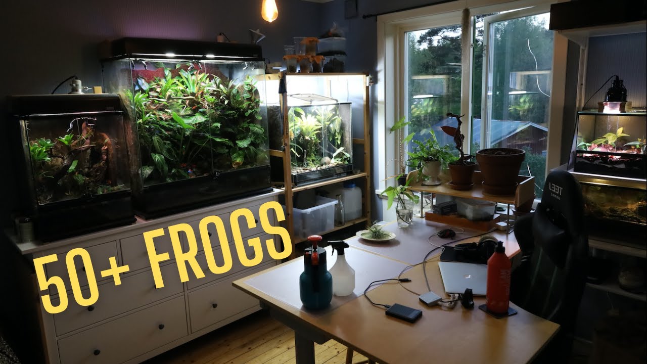 ПОЛНЫЙ ТУР ПО FROG ROOM 2022: лягушки-дротики, гекконы и растения