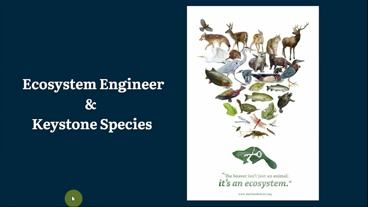 Beaver Coexistence: Conflict Mitigation & Ecological Harmony Techniques (2025 Watershed Symposium)
