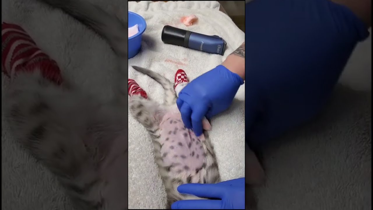 Best Surgery prep before her spay Sterile prep next in 2022