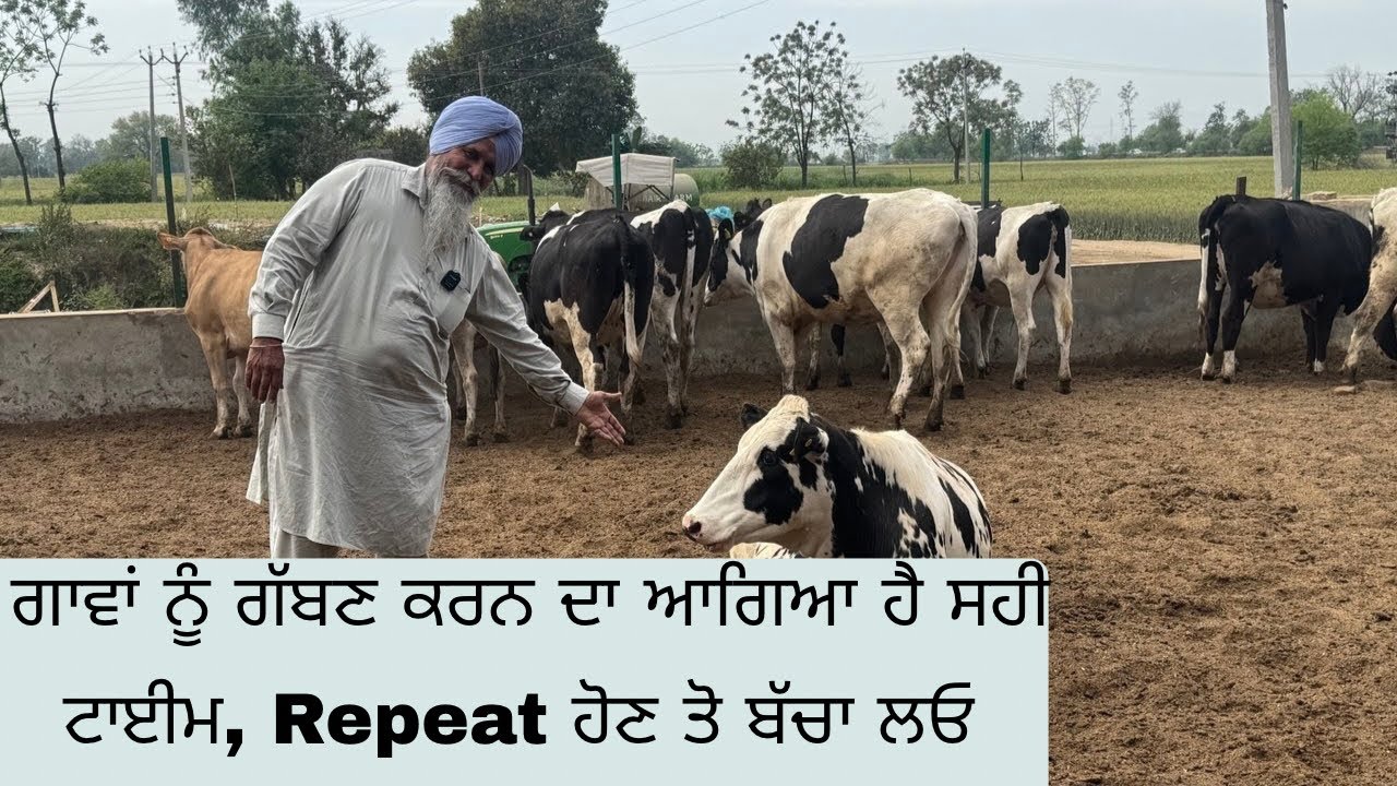 RIGHT TIME OF PRAGNENCY HAS COME , STOP THEM FROM REPEAT BREEDING | AULAKH DAIRY FARM | RAMPURA PHUL