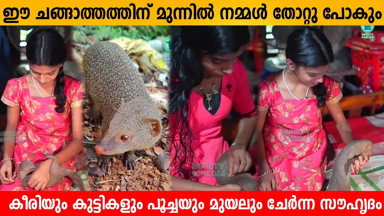 Don't miss this rare friendship | mongoose , children's , cat's and rabbit's | Killi Keeri