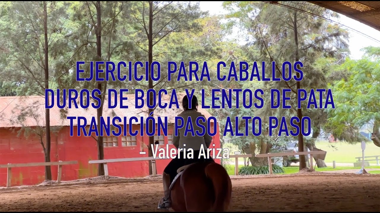 Ejercicio para caballos duros de boca y lentos de patas. Transición paso alto paso.