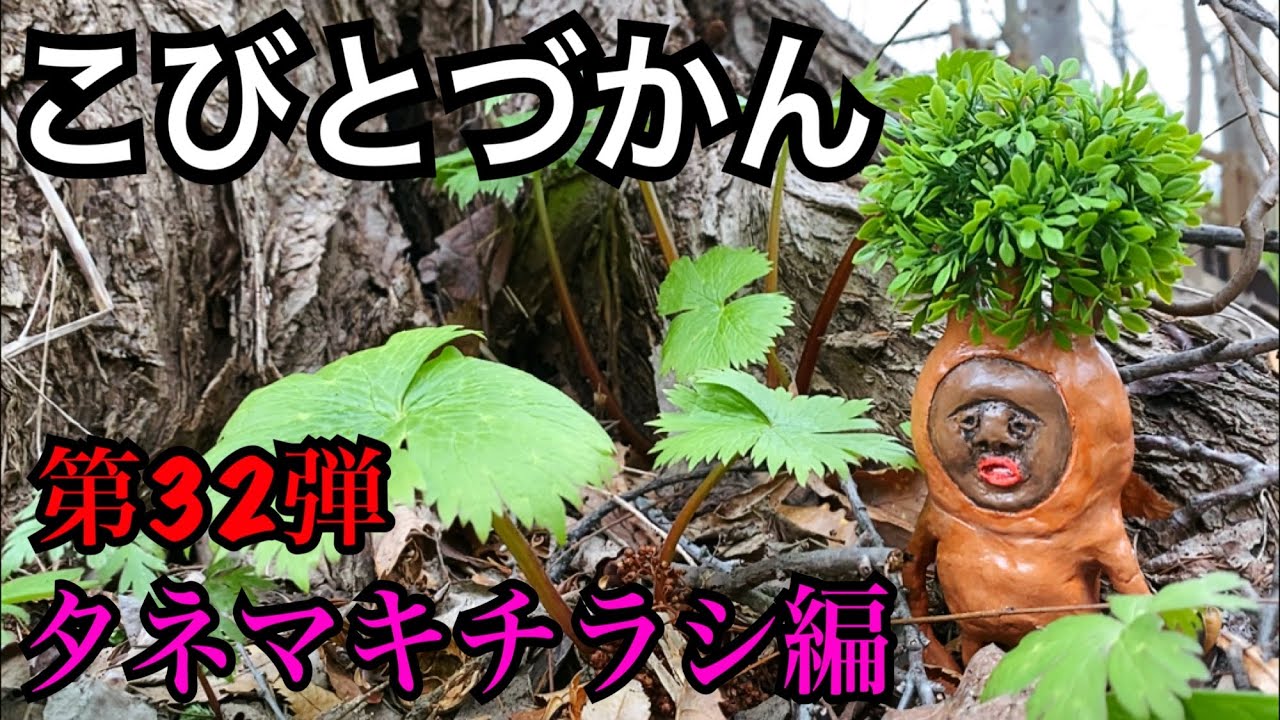 【こびとづかん】タネマキチラシ見つけるまで帰れま10！！