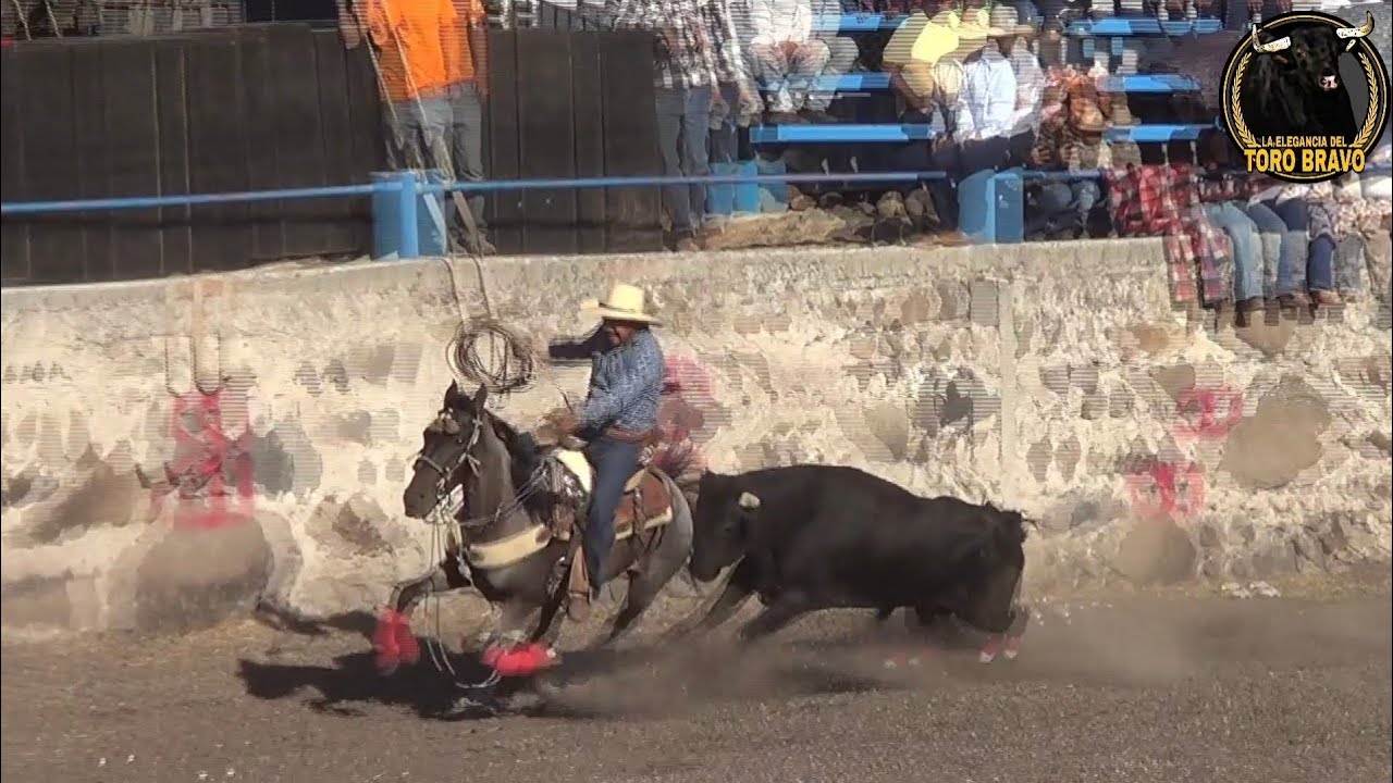 EL ZAPOTE, CORTAZAR  07/FEB/2026.  JARIPEO VOL 19