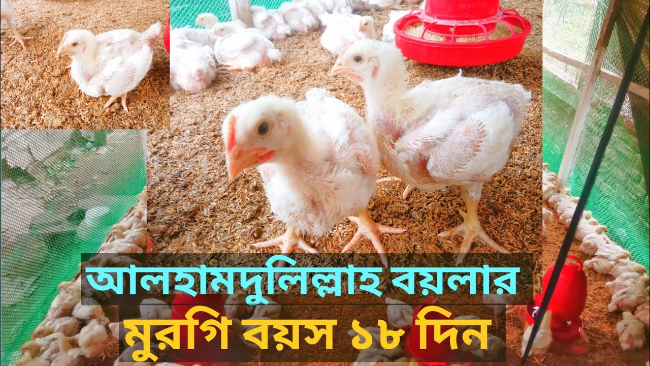 আলহামদুলিল্লাহ বয়লার মুরগি বয়স ১৮ দিন ১৮ দিনে আমার খামারের আপডেট