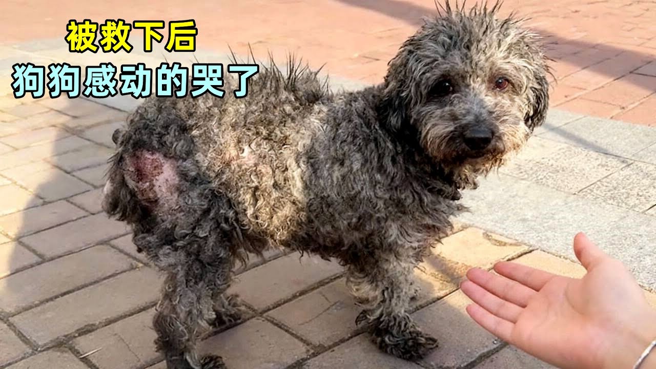 狗狗哭了！小姐姐的8天救赎，让生病流浪狗重获新生