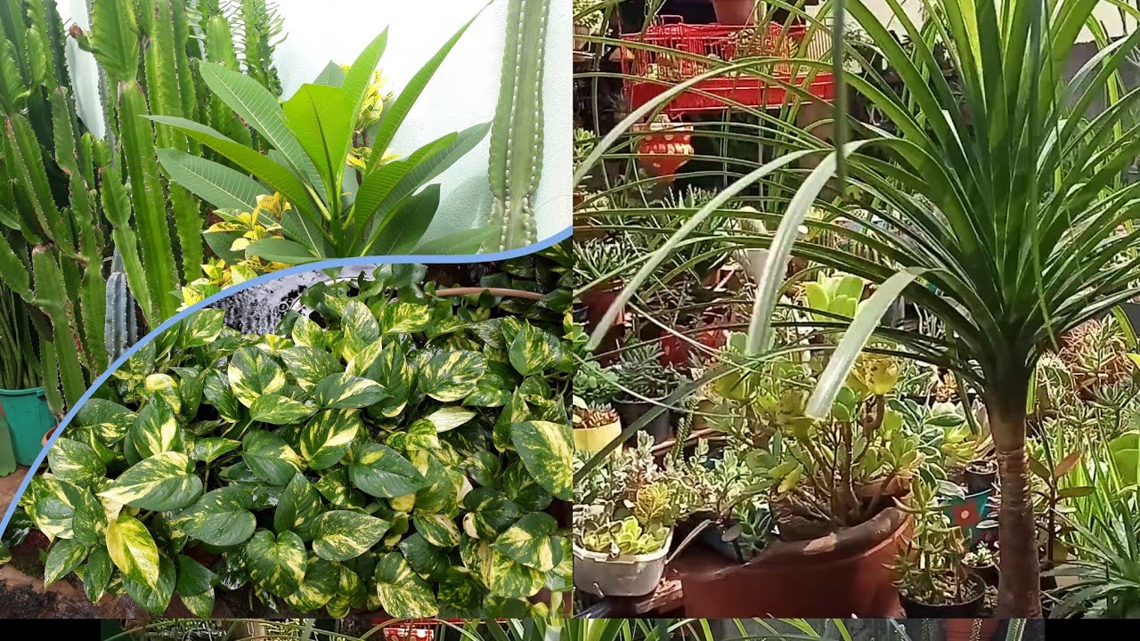 Plantas de Sombra e Meia Sombra:  