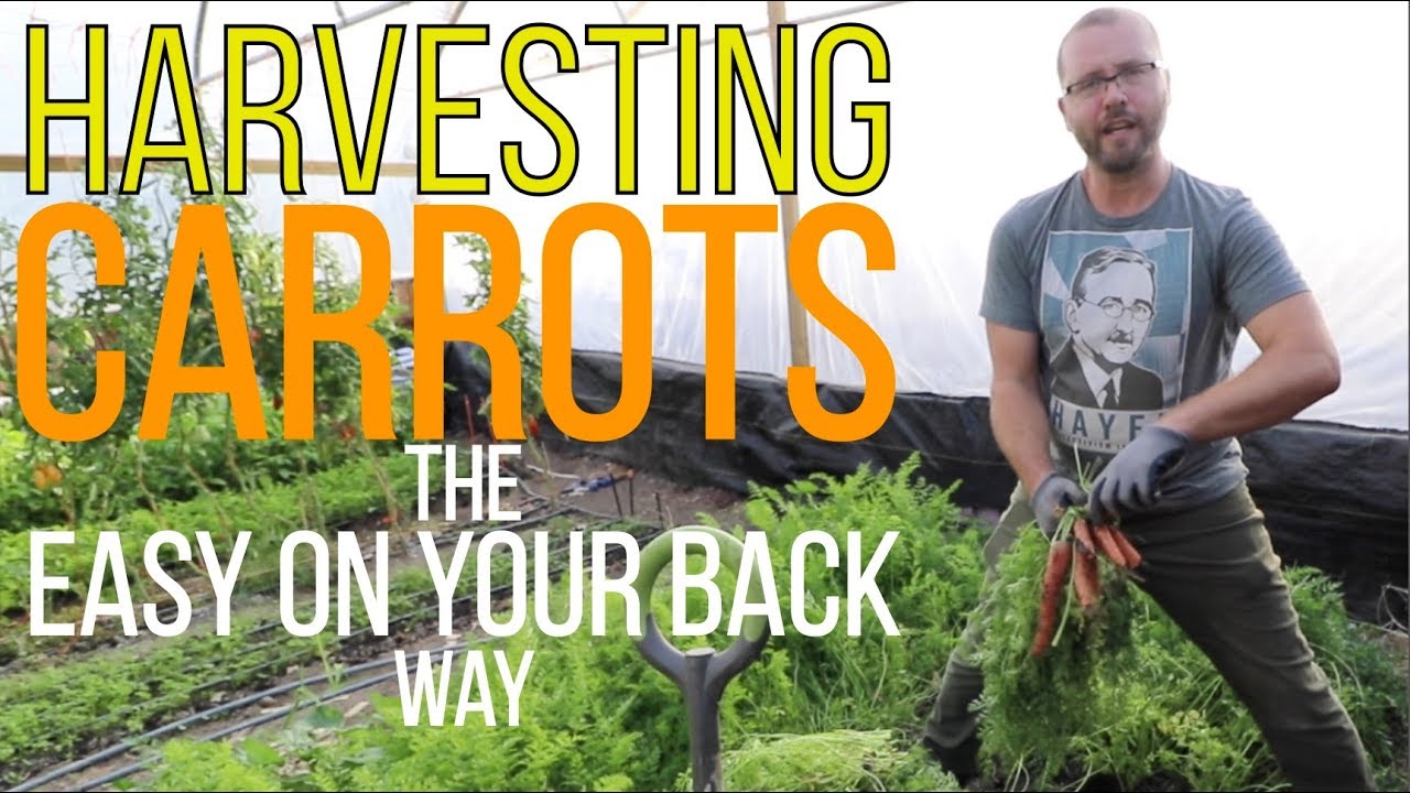 HARVESTING CARROTS - The EASY ON YOUR BACK way!