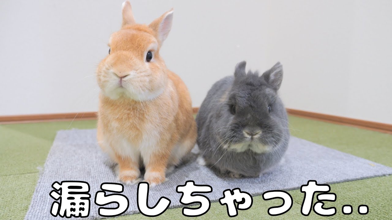 漏らしちゃったウサギ達が嬉しそうに飼い主に報告して来ました【No.1247】