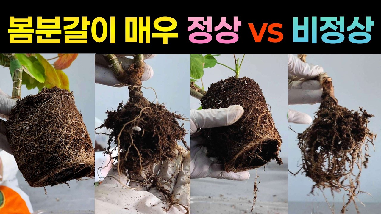 [4K] 뿌리 튼튼한 제라늄을 원한다면 지금이 적기!  제라늄 1년 농사의 시작,  봄맞이 분갈이편 #제라늄 #pelargonium