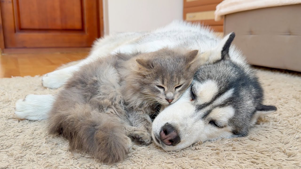 Fluffy Kitten Refuses to Sleep Without His Beloved Husky [CUTEST VIDEO EVER]