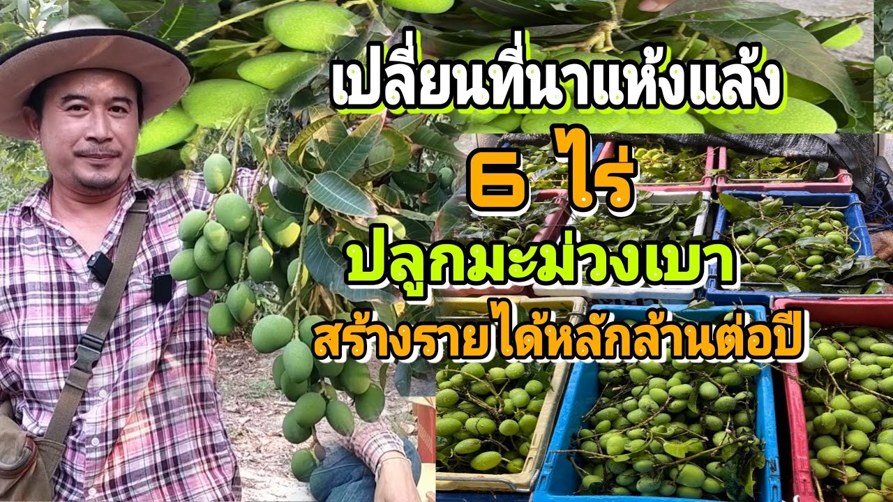 เปลี่ยนที่นาแห้งแล้ง 6 ไร่ มาปลูกมะม่วงเบา สร้างรายได้หลักล้านต่อปี ปลูกมะม่วงปีเดียวได้เก็บลูก