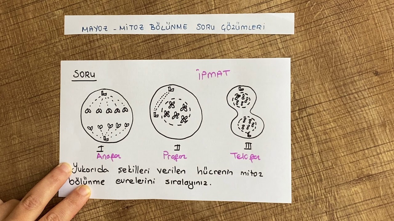Mayoz mitoz bölünme şekilli sorular