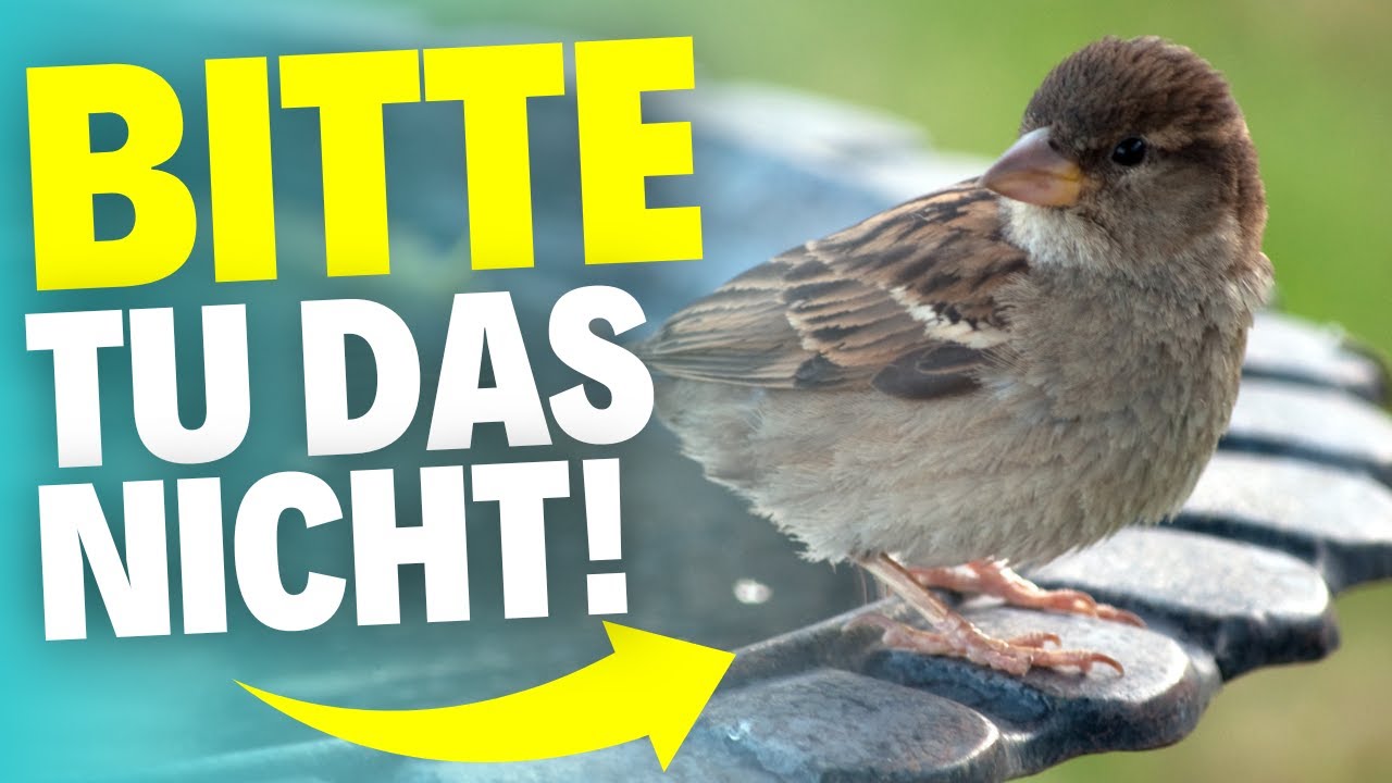 Diese 5 Dinge bringen Wildvögel in echte Not – vermeide sie jetzt!