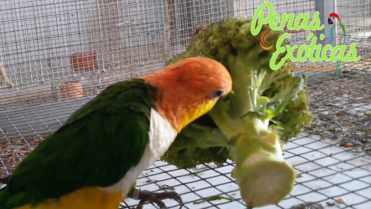 Marianinhas de Cabe&ccedil;a amarela - Pionites Leucogaster Xanthomeria - Caiques - Pionites
