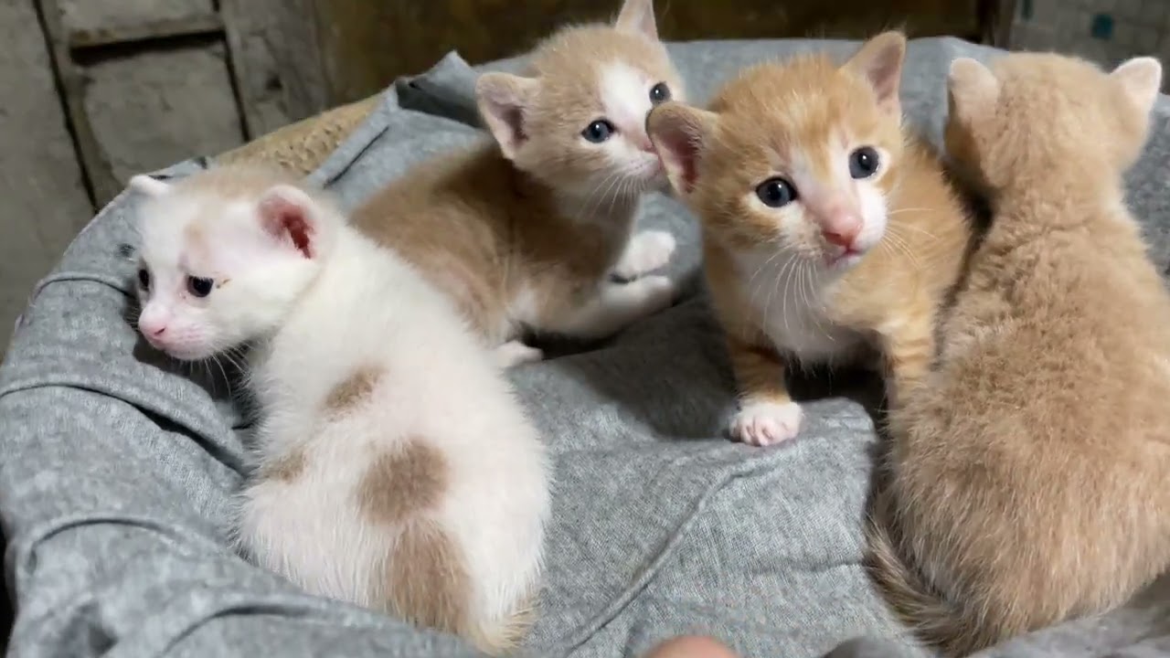 带小奶猫出去晒太阳，母猫紧张的在旁边看着，用亲吻安慰小猫
