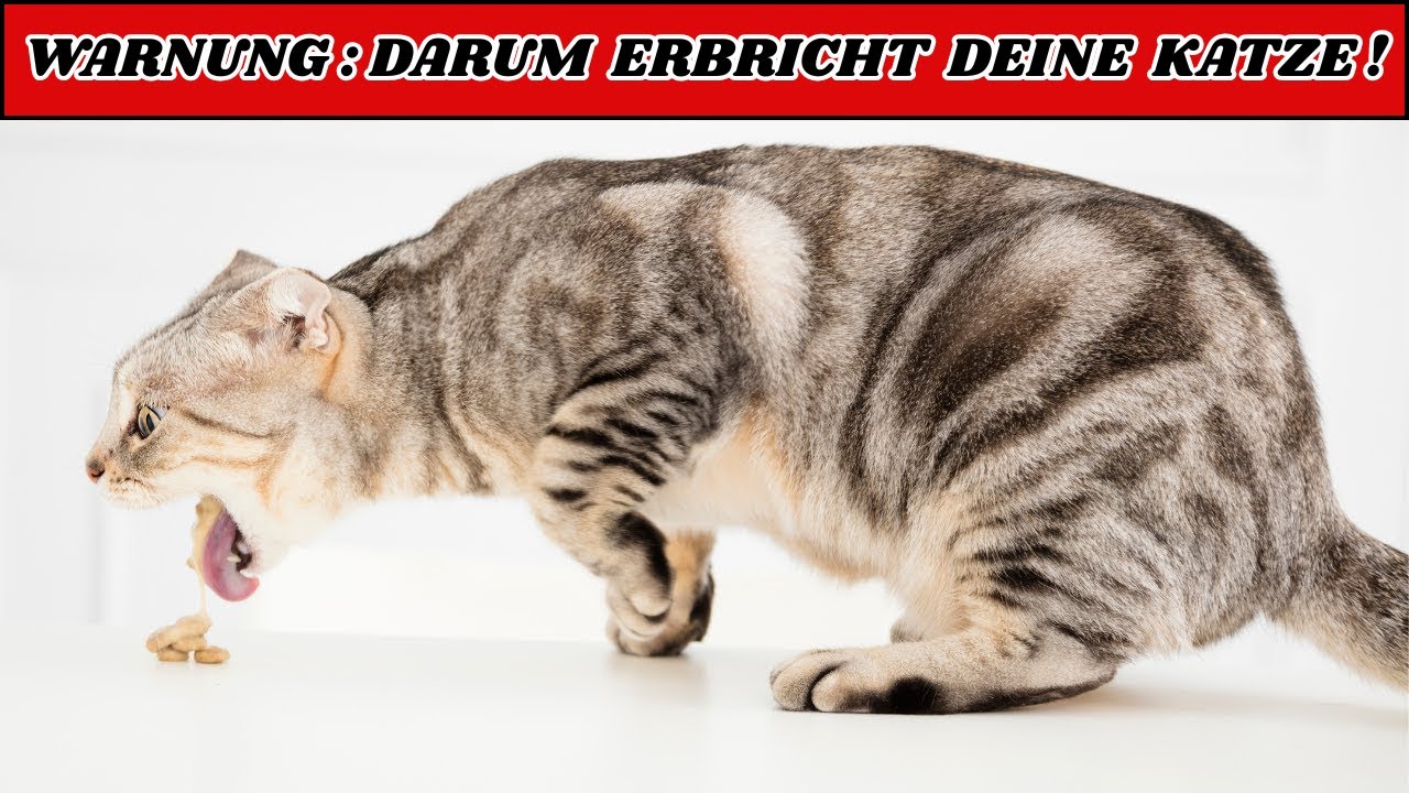 IGNORIERE DAS NIEMALS – Darum erbricht deine Katze!