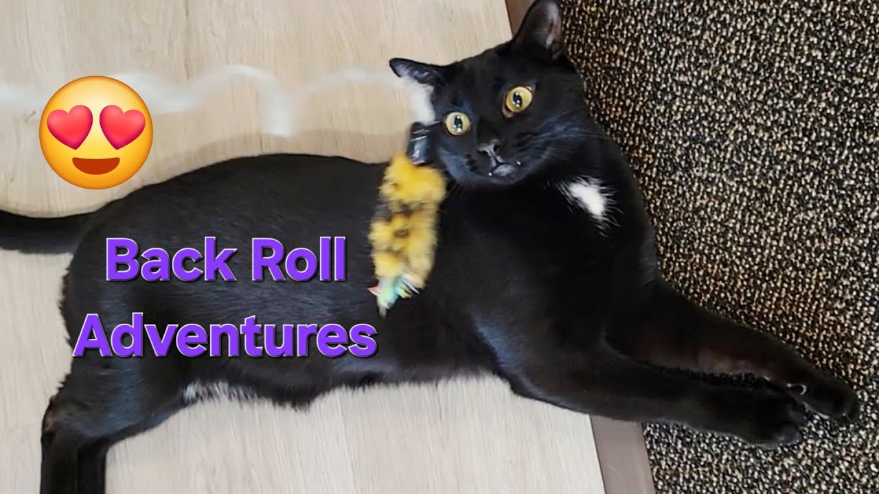 Cozy Black Cat Cheek Rub & Back Roll ASMR 😺 | Soft Calm & Deep Joy Tingles