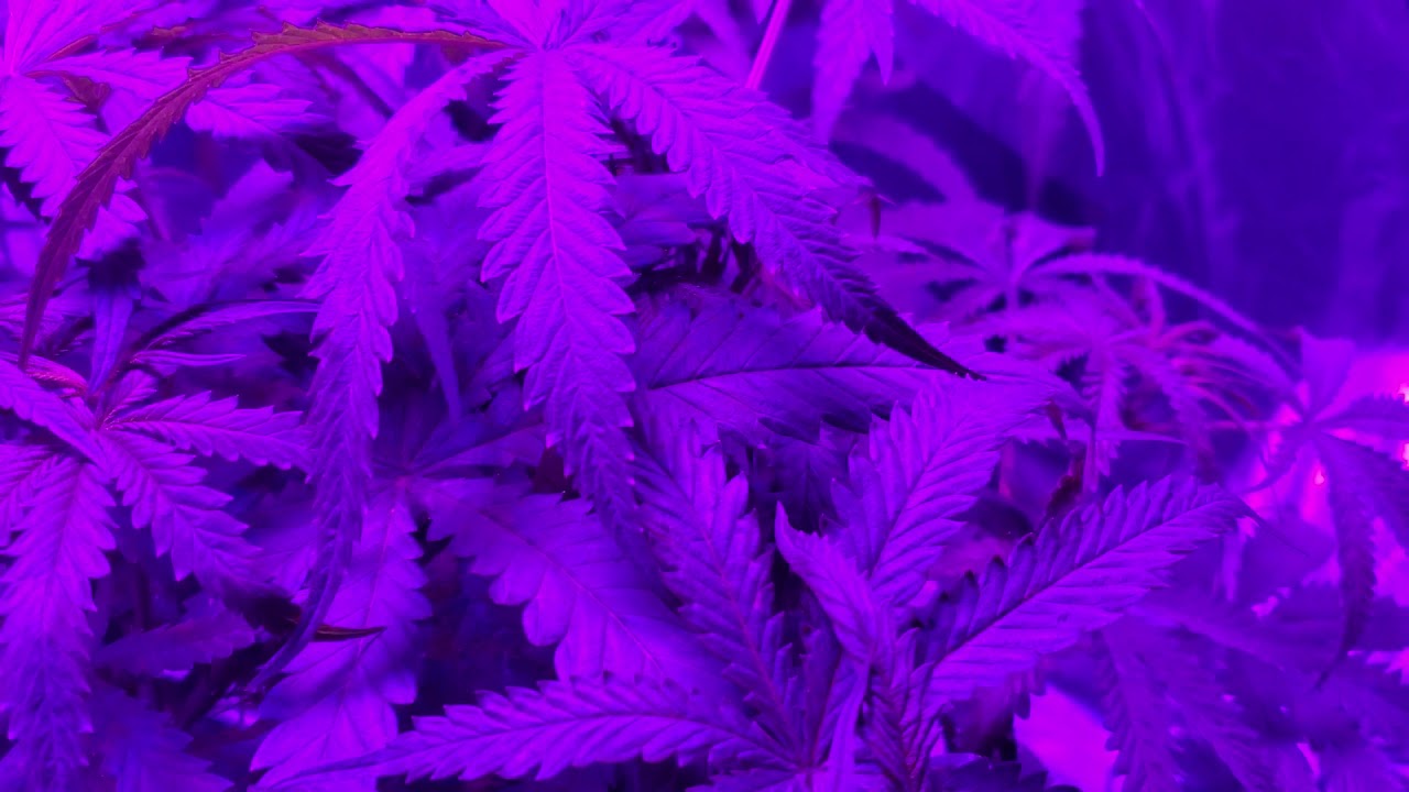 Tweed Bakerstreet Indoor Grow Pt 5