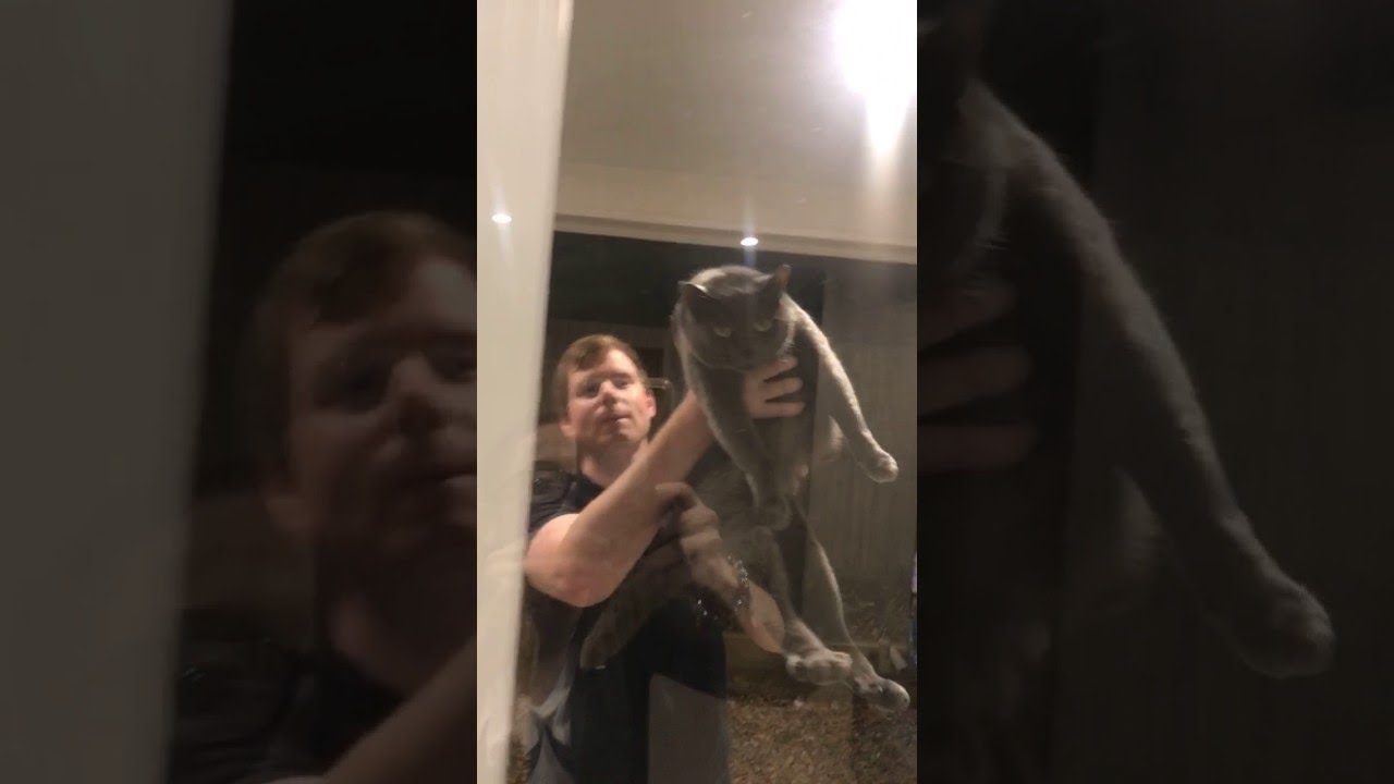Giant Angry Huntsman Spider || ViralHog