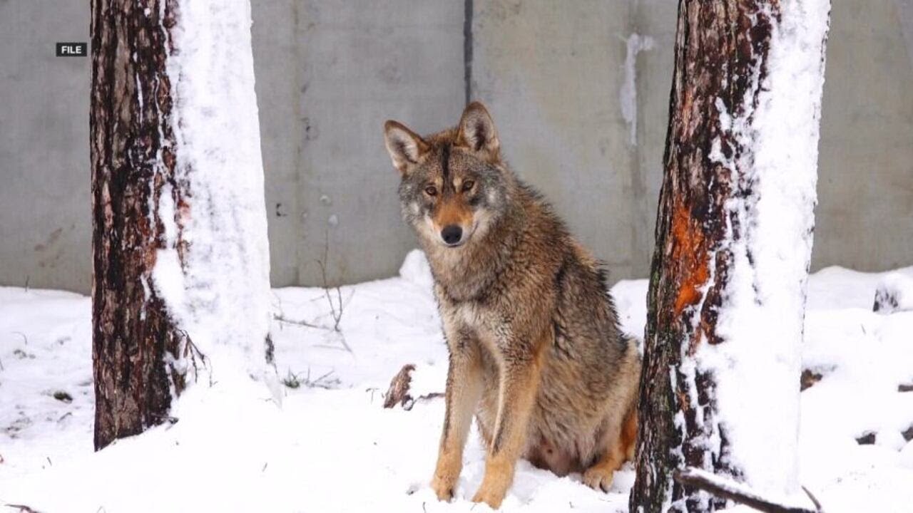 Colorado halts wolf releases this winter amid federal dispute