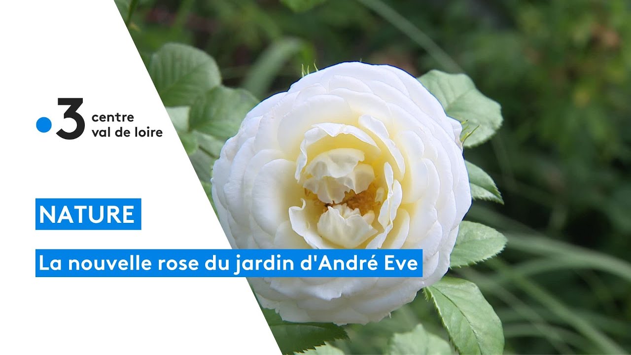 Loiret : la nouvelle rose du jardin privé d'André Eve