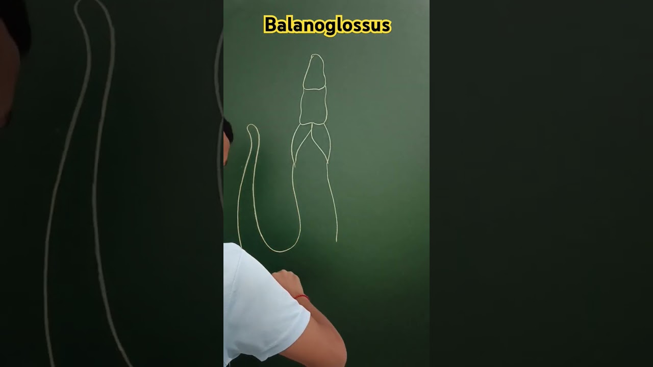 Balanoglossus Diagram #balanoglossus #hemichordata #chordata #biologyclass12 #titanclasses #neet