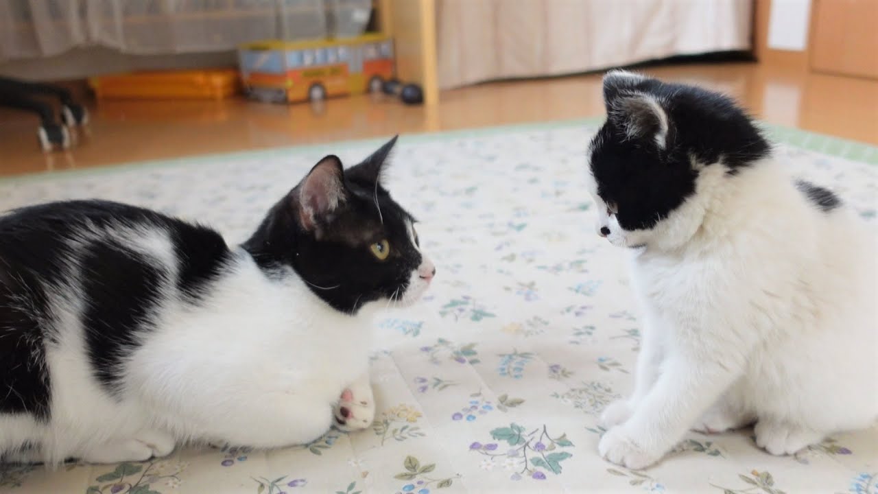 【威力抜群！】初対面の先輩猫にメンチを切りまくる子猫が可愛い【保護子猫】