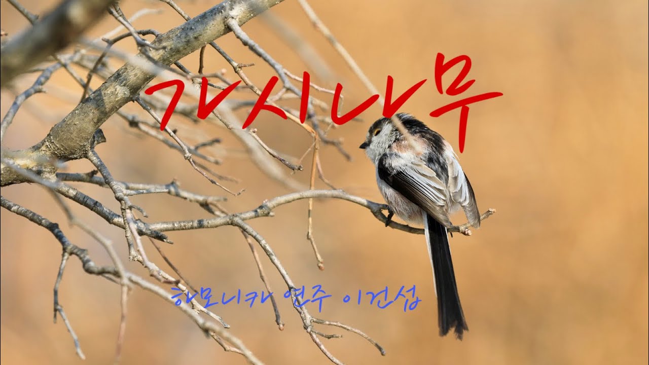 가시나무 하모니카 연주(A키)