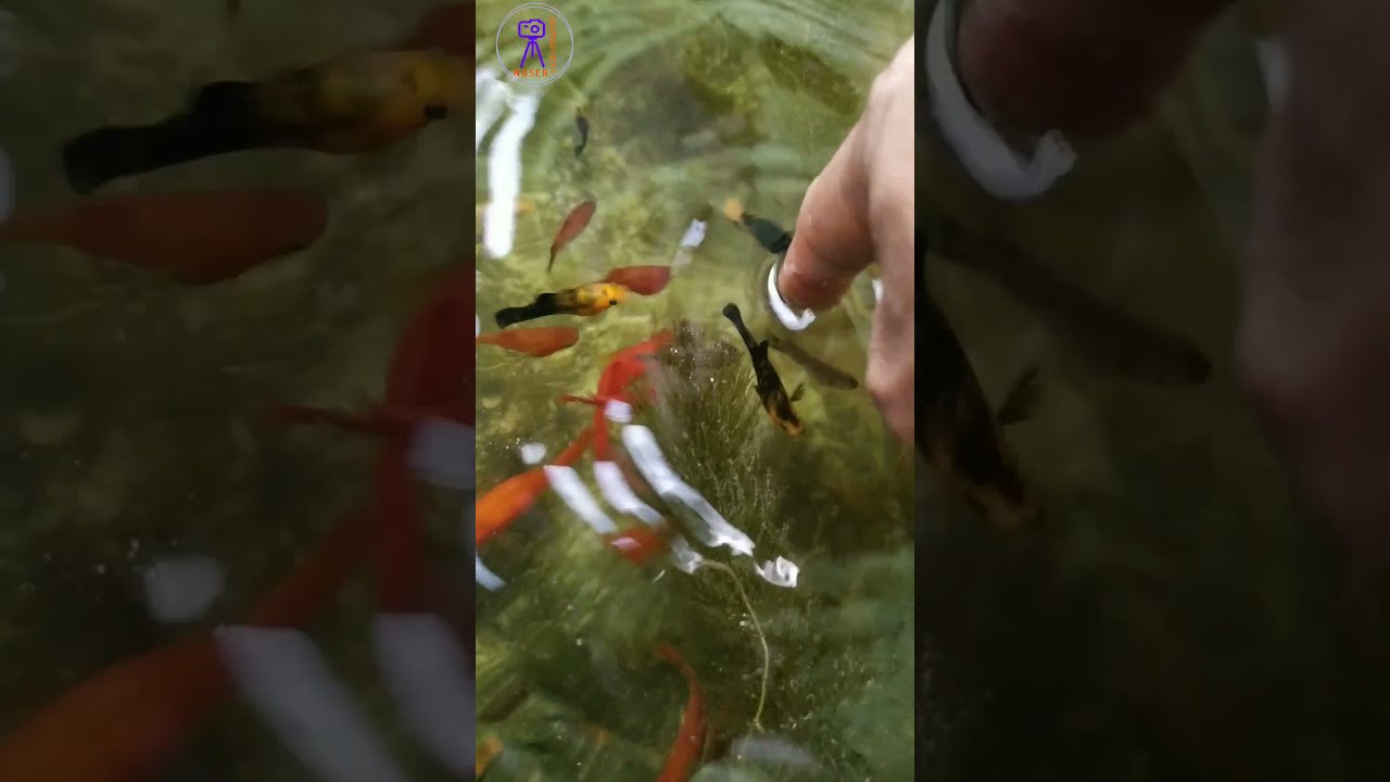 Most Beautiful Color Fish। রঙিন দুনিয়ার রঙিন মাছ।