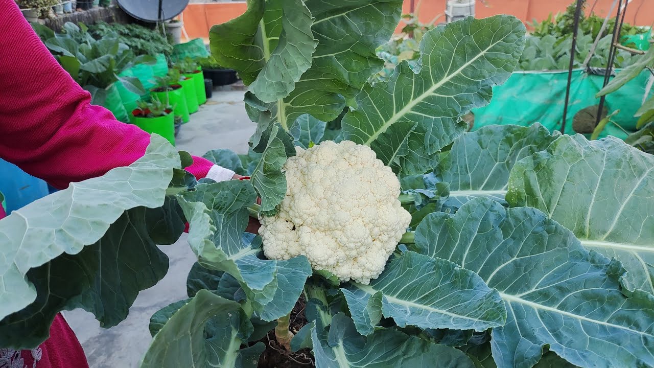 | Organic 🥦गोभी🥦 की Harvesting और उससे संबंधित संपूर्ण जानकारी | #kitchengarden #terracegardenindia 