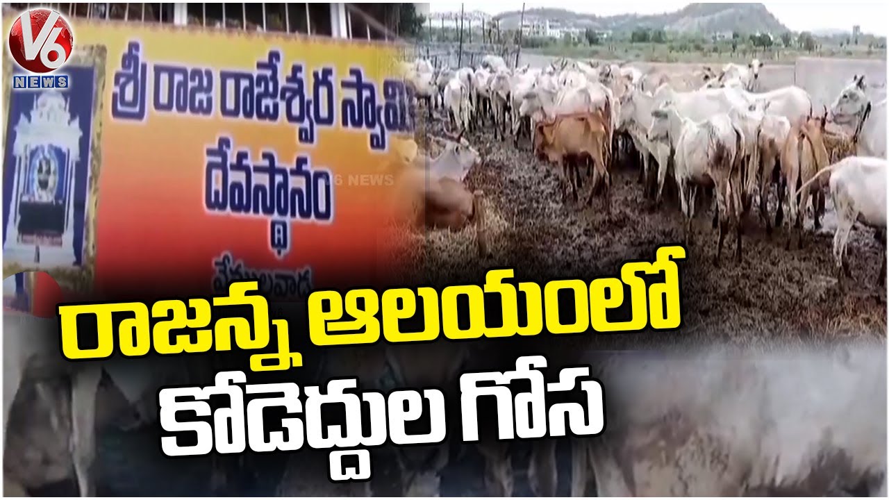 Vemulawada Rajanna Temple Officials Negligence On Caring Of Holy Cows  | V6 News