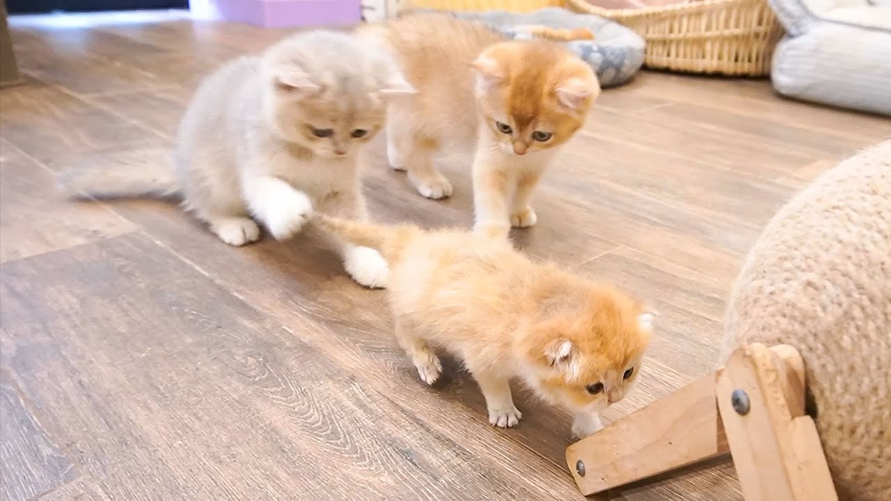 Garlic and Onion cats are teaching kitten Mango to walk.
