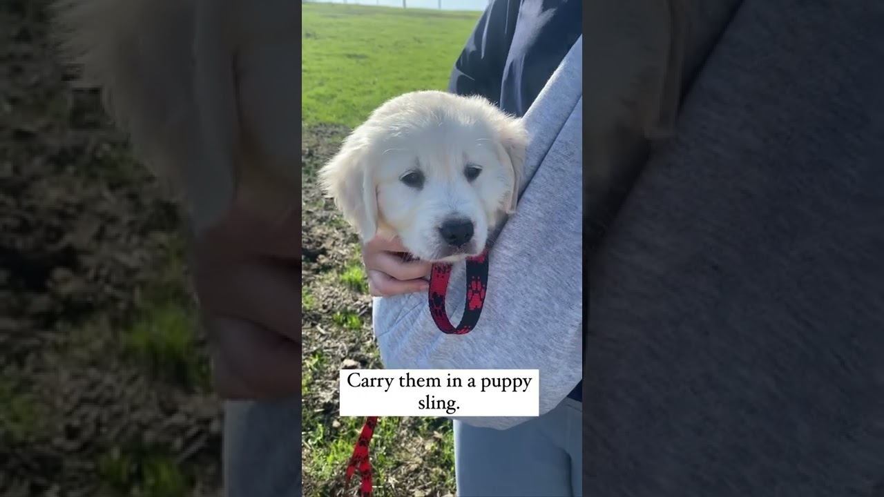 How to Socialize your Puppy!