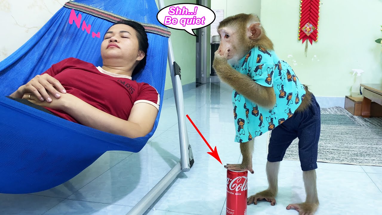 Monkey Lyly patiently waited for her mother to fall asleep to do something secret and then...