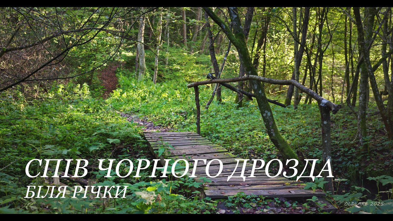 СПІВ ЧОРНОГО ДРОЗДА БІЛЯ РІЧКИ. Звуки природи. (Для навушників)
