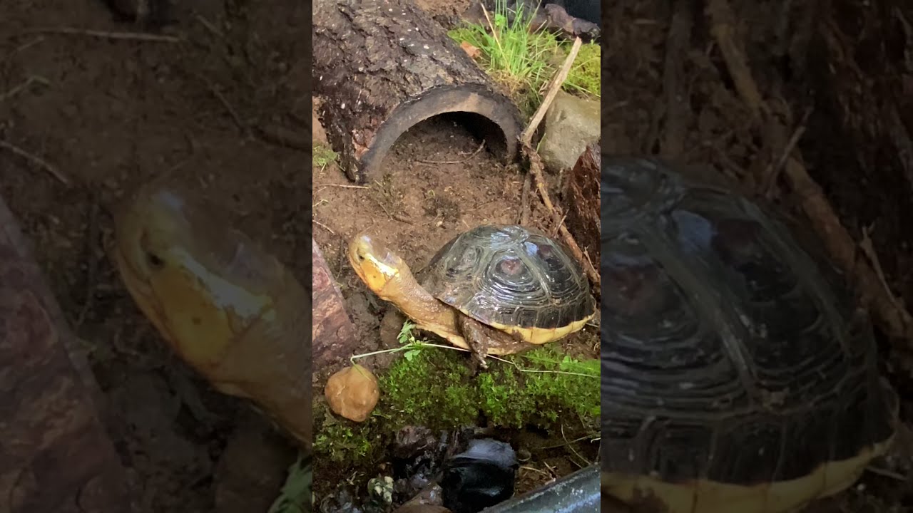 Waterland Tub Merged Land/Water Enclosure for Cuora Flavomarginata (Chinese Box Turtle)