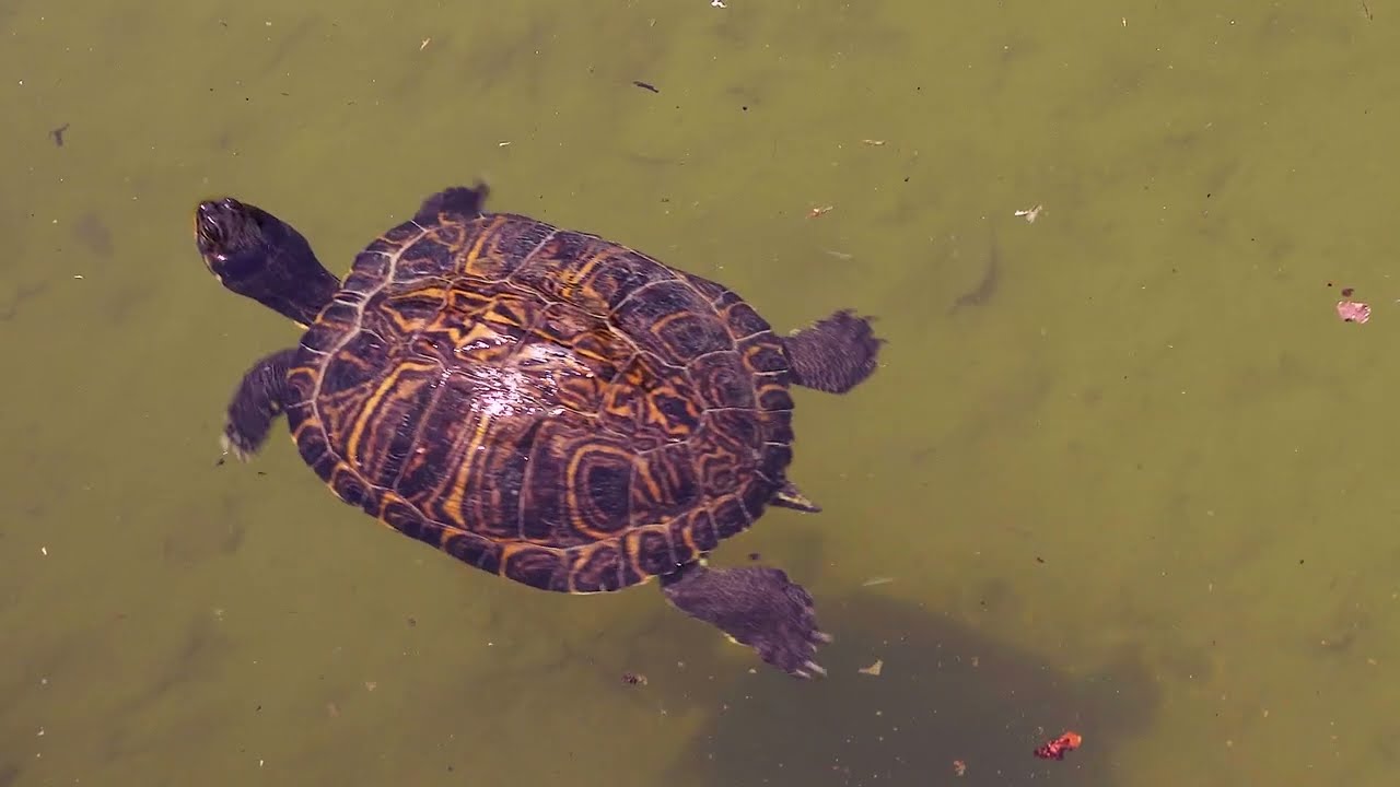 Turtles in Italy - Turtle Sound Effect