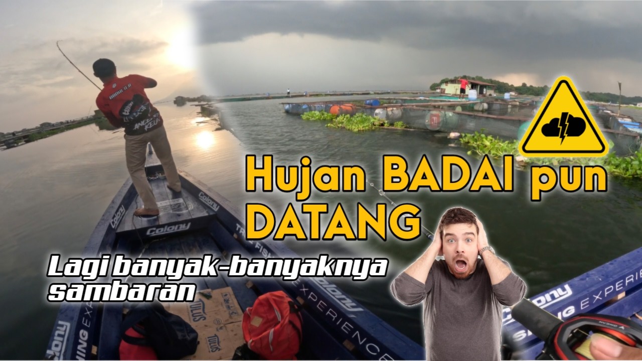 SAMBARAN IKAN TOMAN YG BERTUBI-TUBI || HUJAN BADAI PUN DATANG