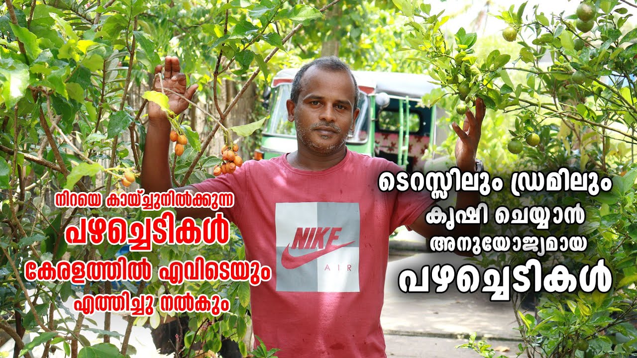 ടെറസിലും ഡ്രമ്മിലും കൃഷിചെയ്യാൻ അനുയോജ്യമായ പഴച്ചെടികൾ | Suitable Fruit Plants for Terraces & Drums