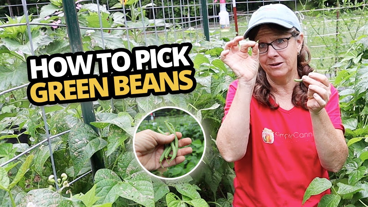 How to Pick Green Beans; Tips for Harvest time