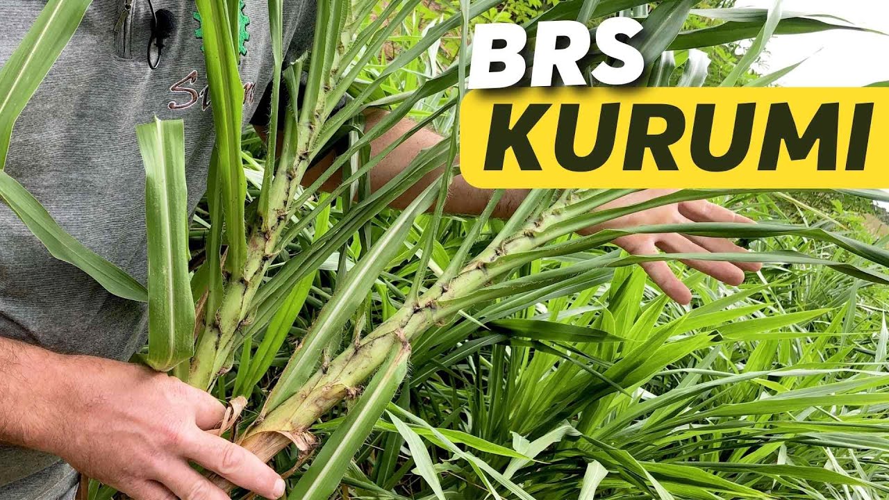 CONHEÇA O KURUMI