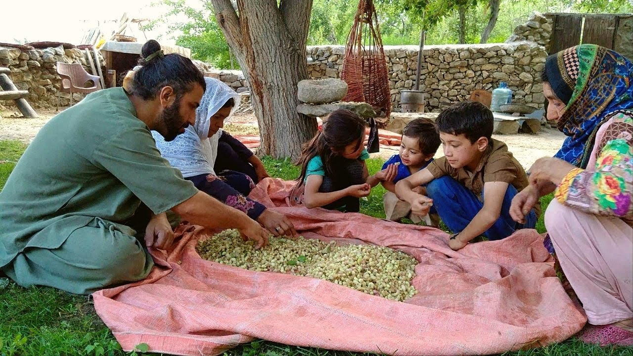 Harvesting Mulberries and Sun Drying Them for Winters | Mulberry Leaves Tea!