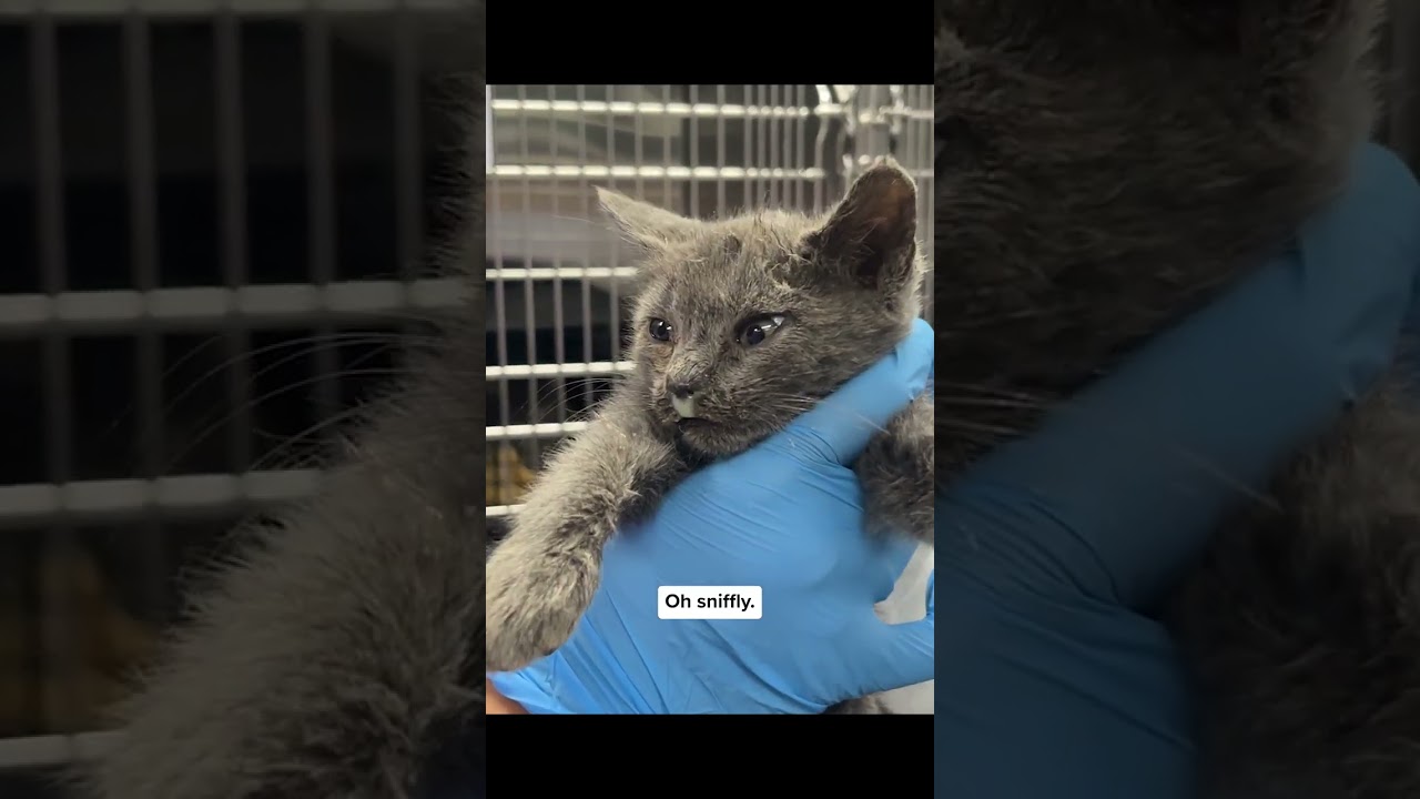 Sick Kittens Get Subcutaneous Fluid Therapy
