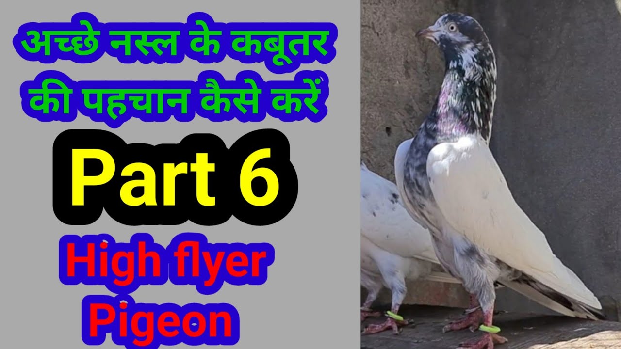 High flyer pigeon. Ache Nasal ke kabutar ki pehchan kaise kre. Part. 6