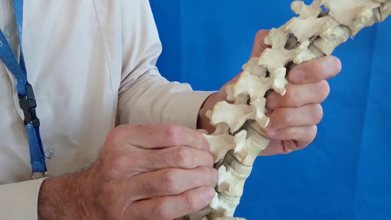 La meccanica della colonna vertebrale.