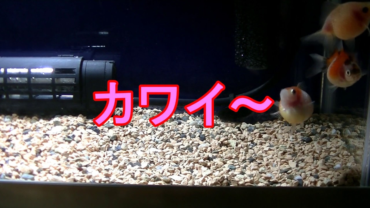 ピンポンパール購入