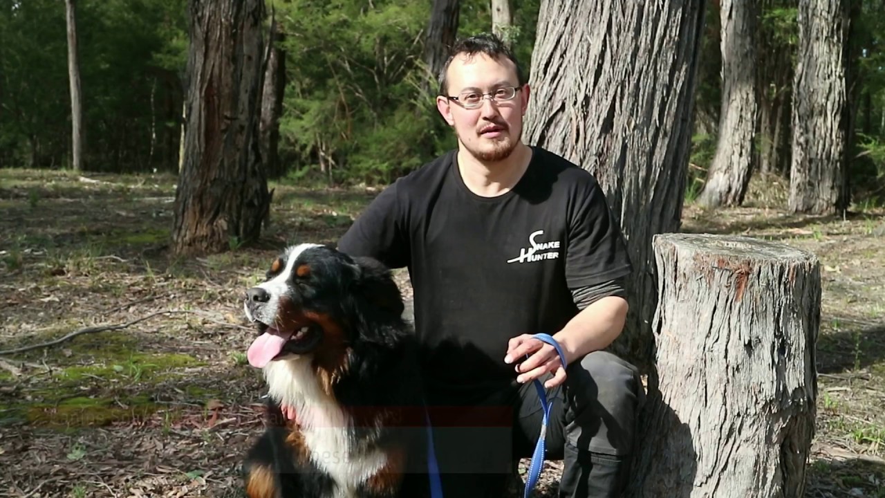 Canine Snake Protection Training - Protect Dogs from Snakes by Mark Pelley The Snake Hunter