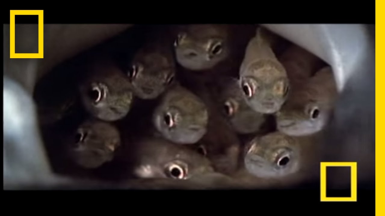The Crafty Catfish Kidnap | National Geographic