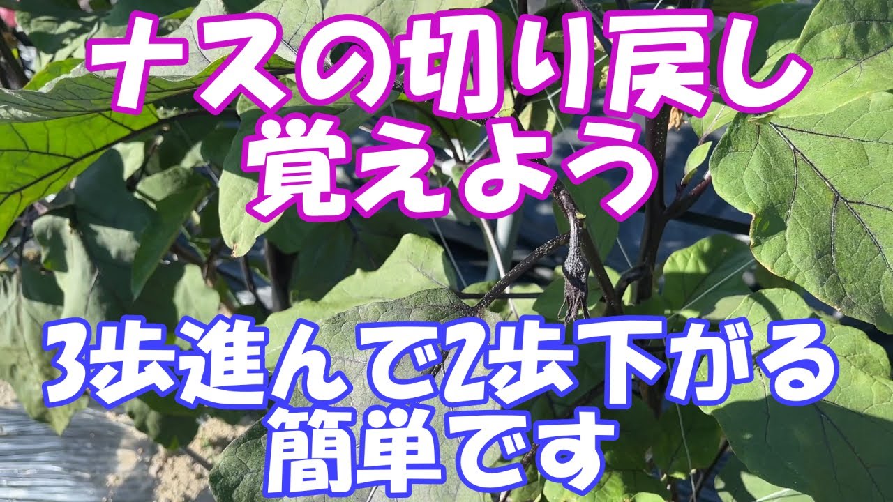 ナスは7割がわき芽からの収穫です。切り戻しを覚えて沢山、綺麗なナス、草姿を目指しましょう！